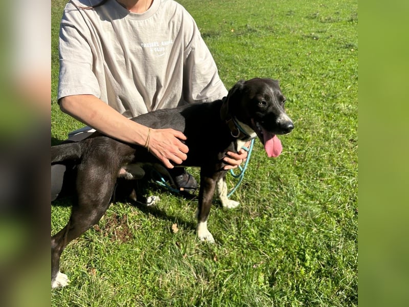 Bobi sucht sein Für-Immer-Zuhause ❤️