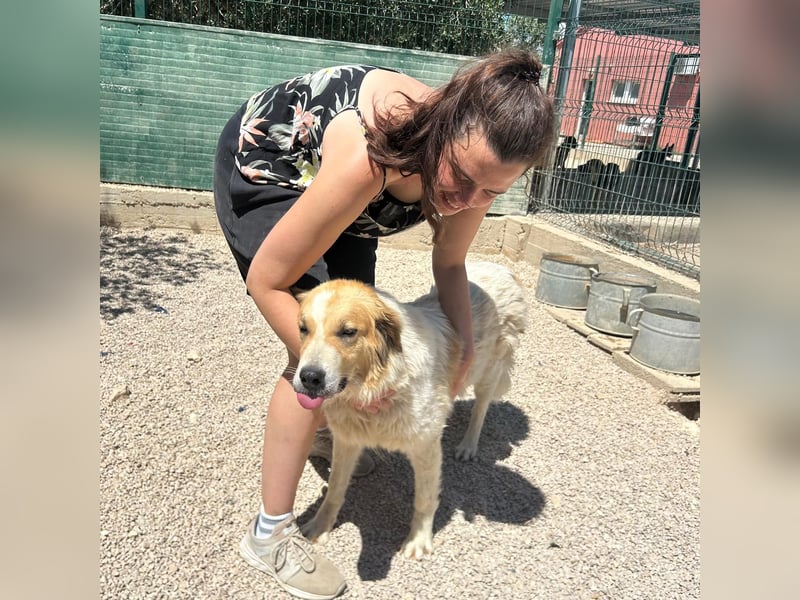 Ramona wartet im Shelter auf ihre Familie ❤️