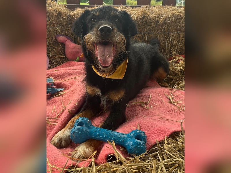 CARLO sucht sein perfect match ❤️