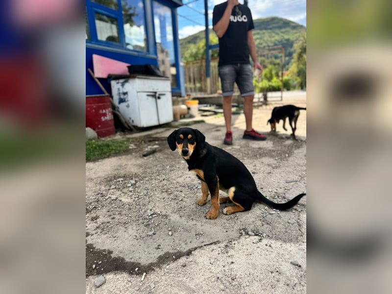 Vermittlungshilfe für Lola❤️
