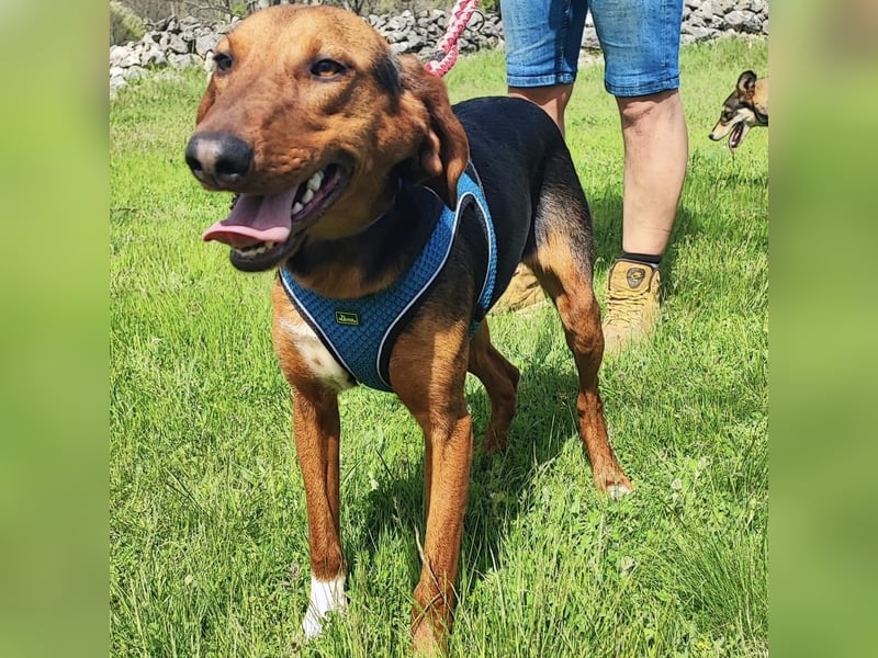 Tilly sucht ihr forever Home❤️