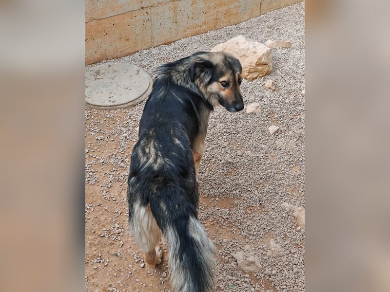 LOGAN sucht seine Familie ❤️