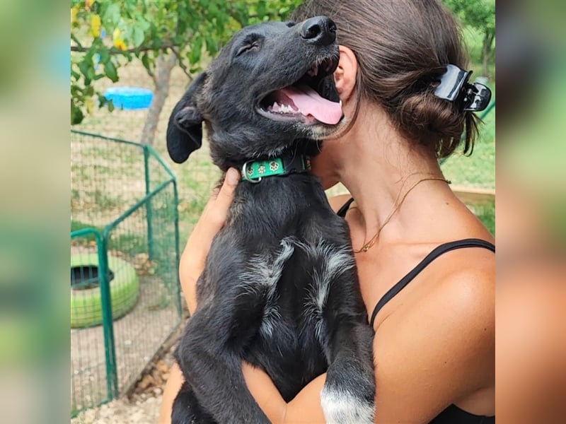 Süßmann Jokeli sucht ein Zuhause oder eine Pflegestelle ❤️