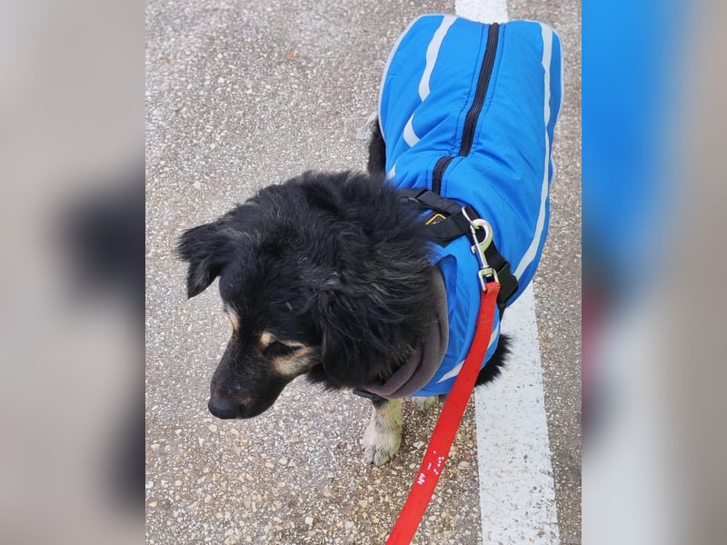 Mirta sucht ihr forever Home❤️