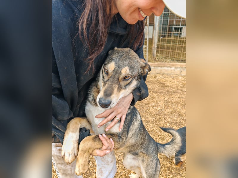 ARTHUR sucht seine Für-Immer-Familie❤️