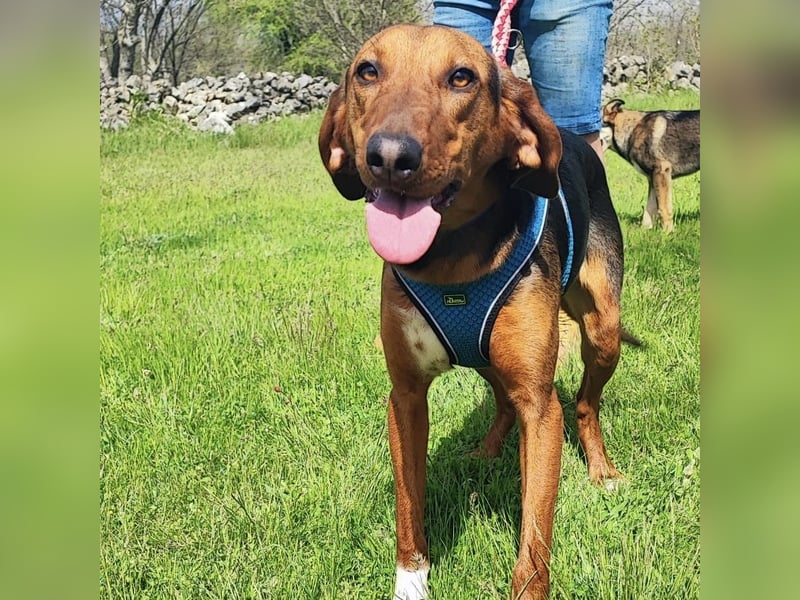 Tilly sucht ihr forever Home❤️