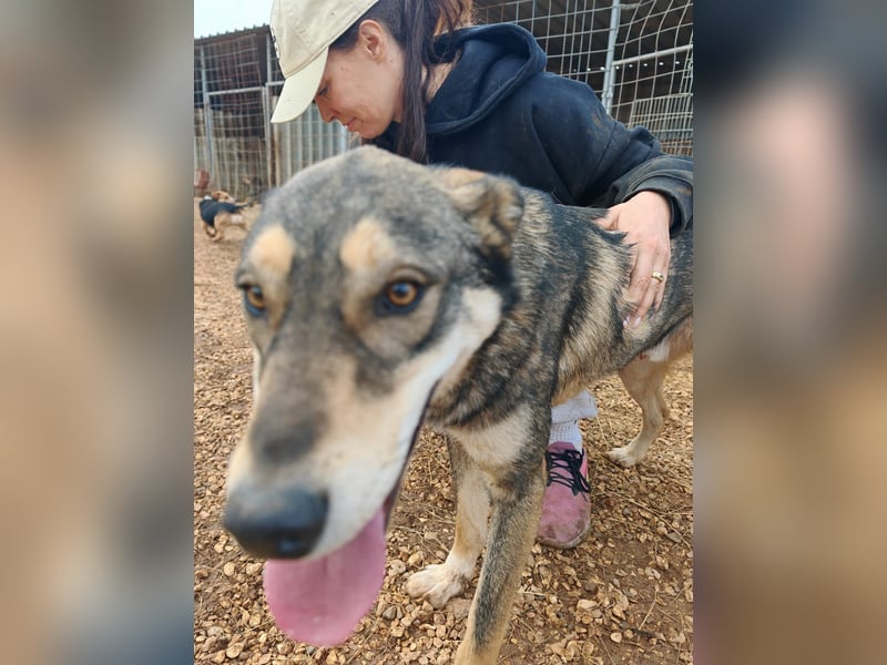 ARTHUR sucht seine Für-Immer-Familie❤️