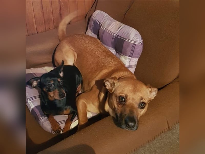 Mena sucht ihr neues Zuhause ❤️