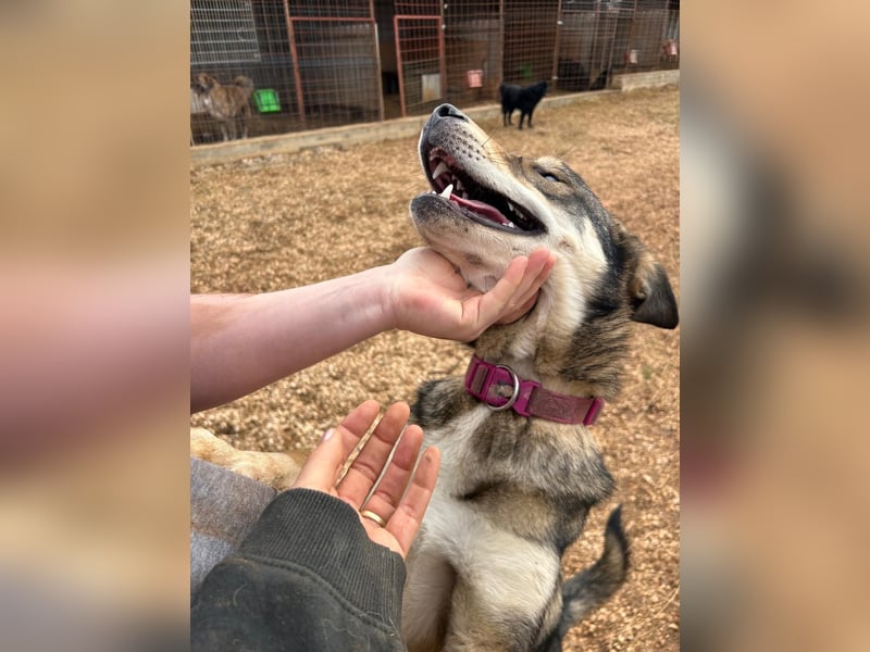 ARTHUR sucht seine Für-Immer-Familie❤️