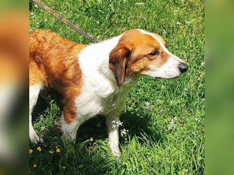 Zuhause gesucht für die wundervolle Renne ❤️