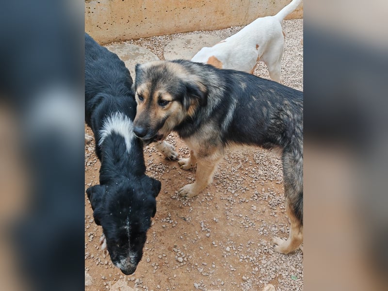 LOGAN sucht seine Familie ❤️