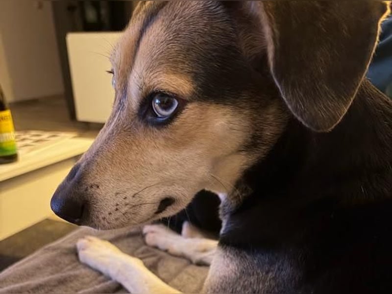 Ronja sucht ihr forever Home❤️