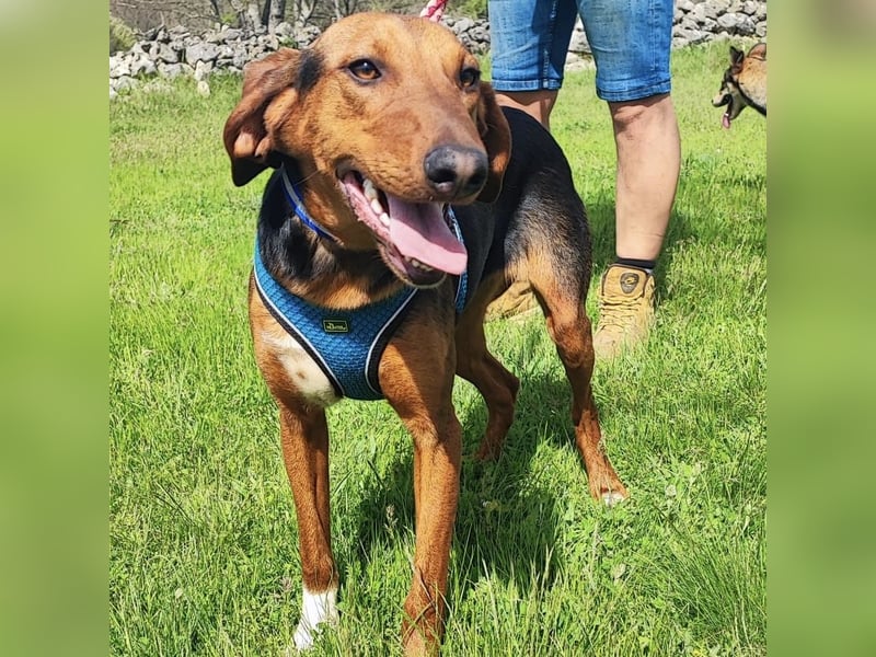 Tilly sucht ihr forever Home❤️