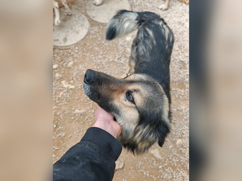 LOGAN sucht seine Familie ❤️