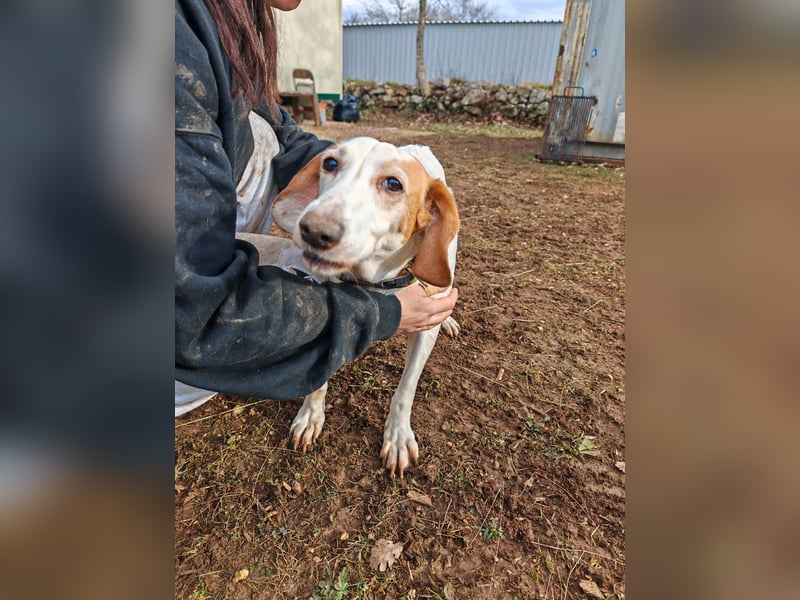 Zarte IRMA sucht Zuhause oder PS ❤️