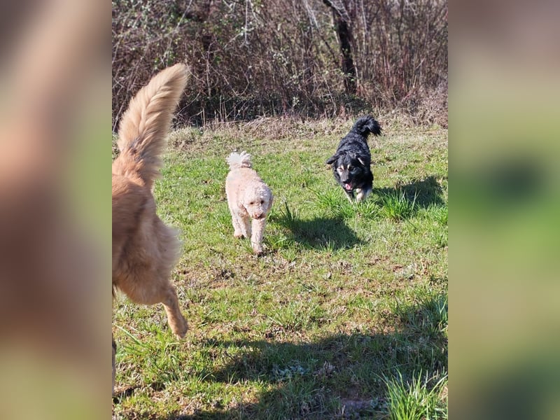 Mirta sucht ihr forever Home❤️