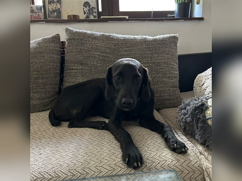 Süßmann Kaz sucht sein Für-Immer-Körbchen