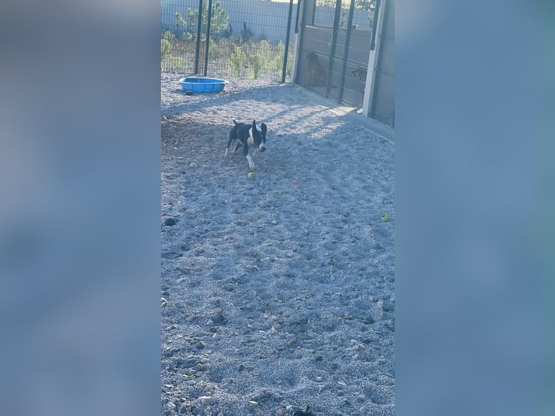 Yuri sucht sein forever Home ❤️