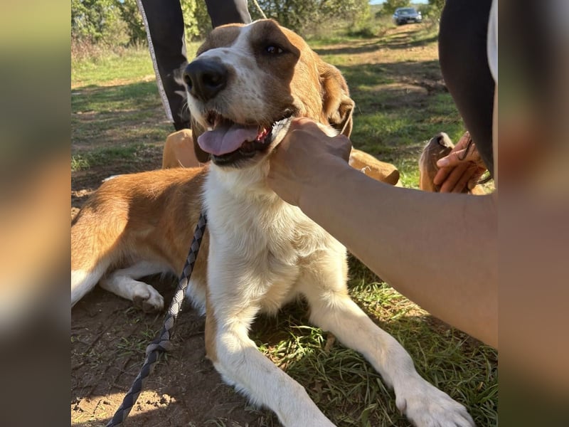Zuhause gesucht für die wundervolle Renne ❤️