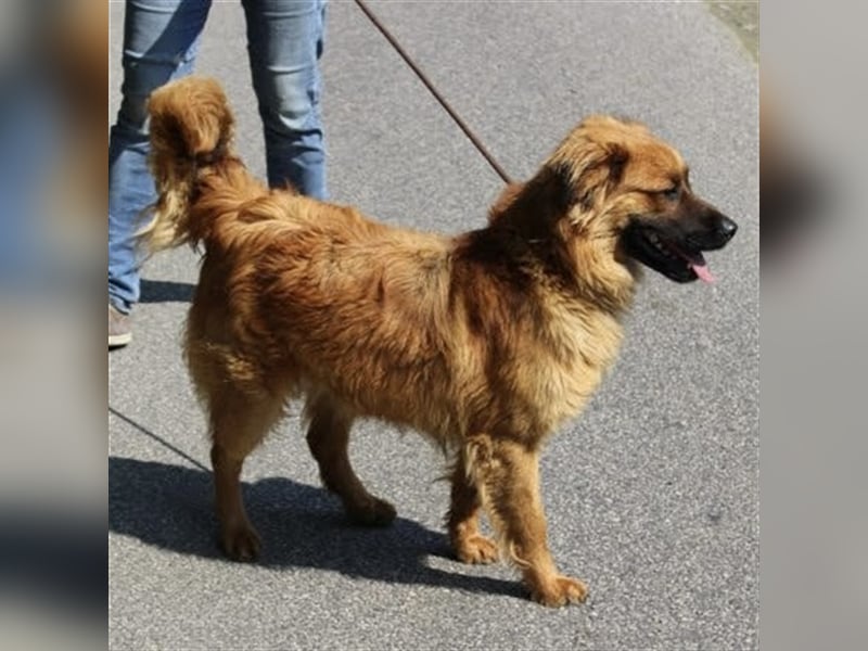 Hübscher Reno sucht ein Zuhause ❤️