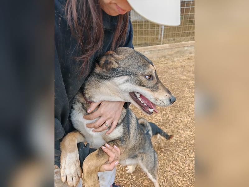 ARTHUR sucht seine Für-Immer-Familie❤️