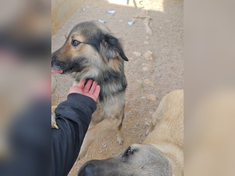 LOGAN sucht seine Familie ❤️