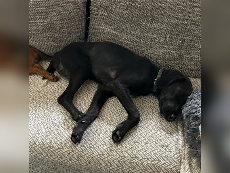 Süßmann Kaz sucht sein Für-Immer-Körbchen