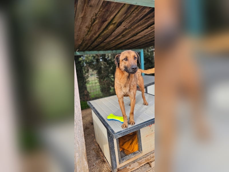 Lieber ROCCO sucht sein Zuhause❤️