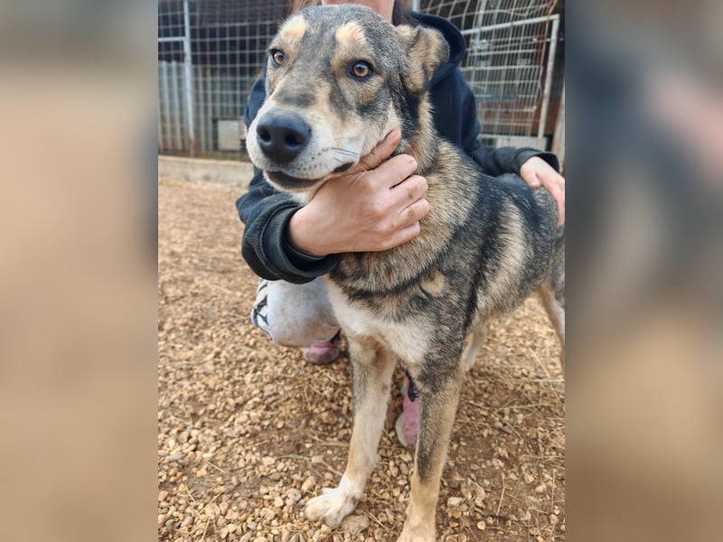 ARTHUR sucht seine Für-Immer-Familie❤️