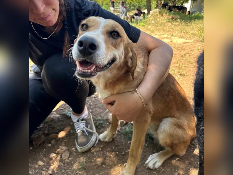 Zarte Seele Sanja sucht Für-Immer-Zuhause❤️