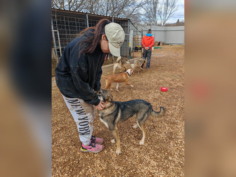 ARTHUR sucht seine Für-Immer-Familie❤️