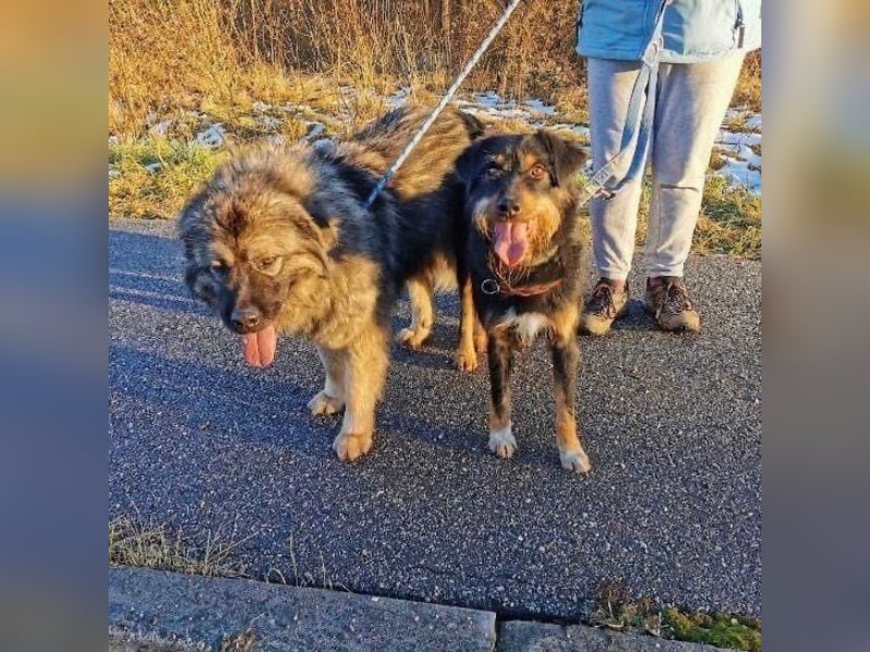 CARLO sucht sein perfect match ❤️