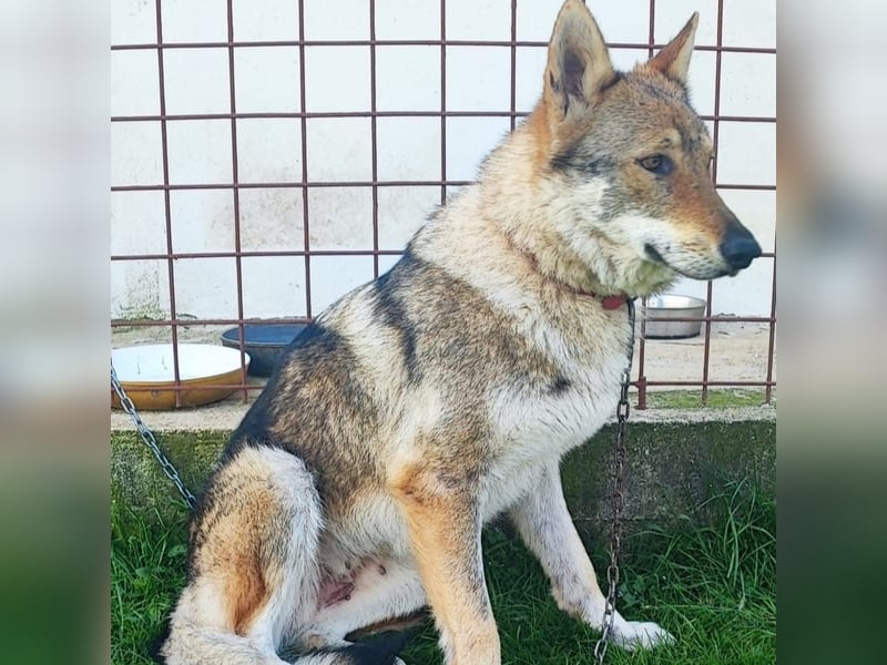 Freundliche IRA sucht ihr Zuhause ❤️