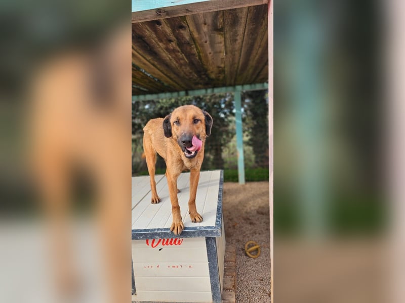 Lieber ROCCO sucht sein Zuhause❤️