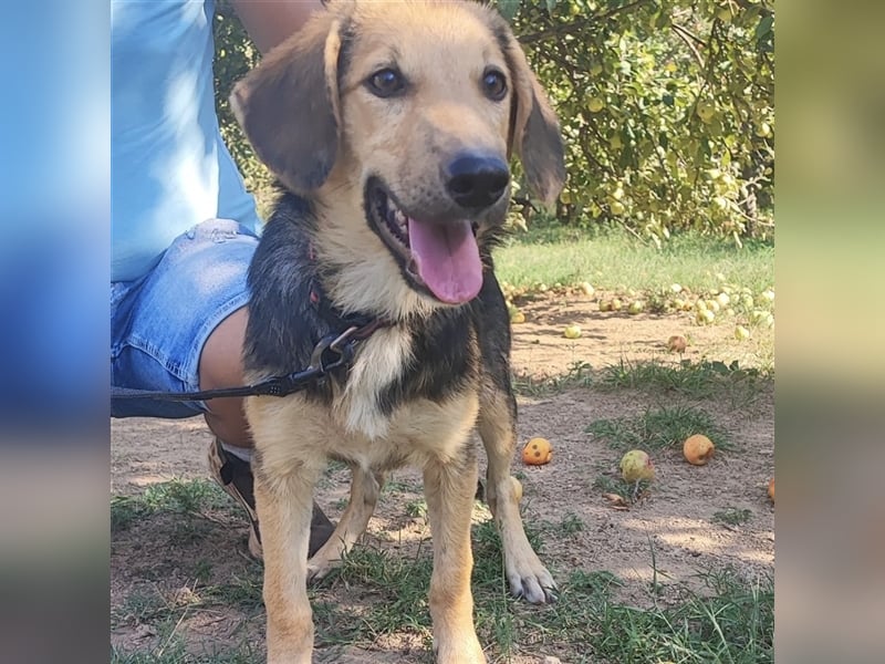 Lilly wartet auf ihre Für-Immer-Familie❤️