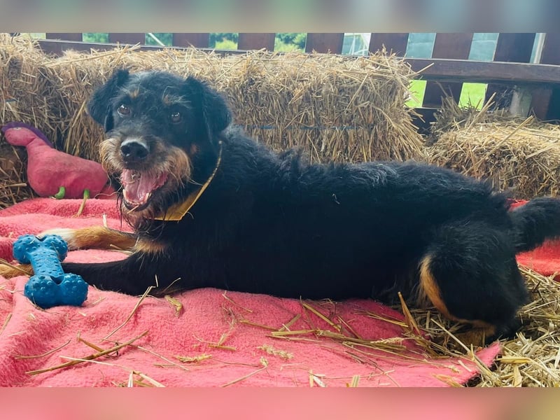 CARLO sucht sein perfect match ❤️