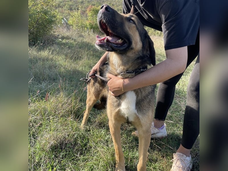 Corny sucht sein Für-Immer-Zuhause ❤️