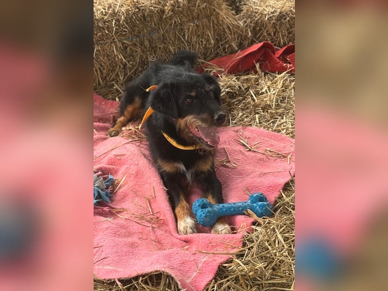 CARLO sucht sein perfect match ❤️