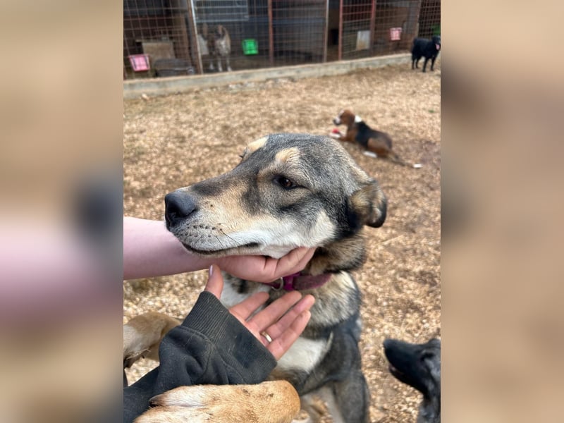 ARTHUR sucht seine Für-Immer-Familie❤️