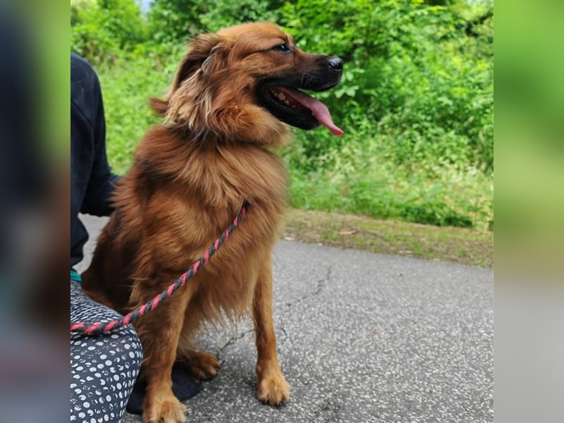 Hübscher Reno sucht ein Zuhause ❤️