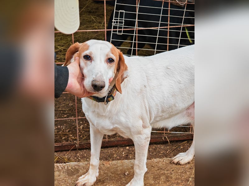 Zarte IRMA sucht Zuhause oder PS ❤️