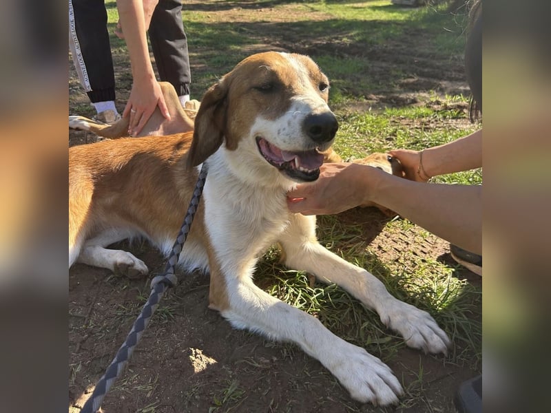 Zuhause gesucht für die wundervolle Renne ❤️