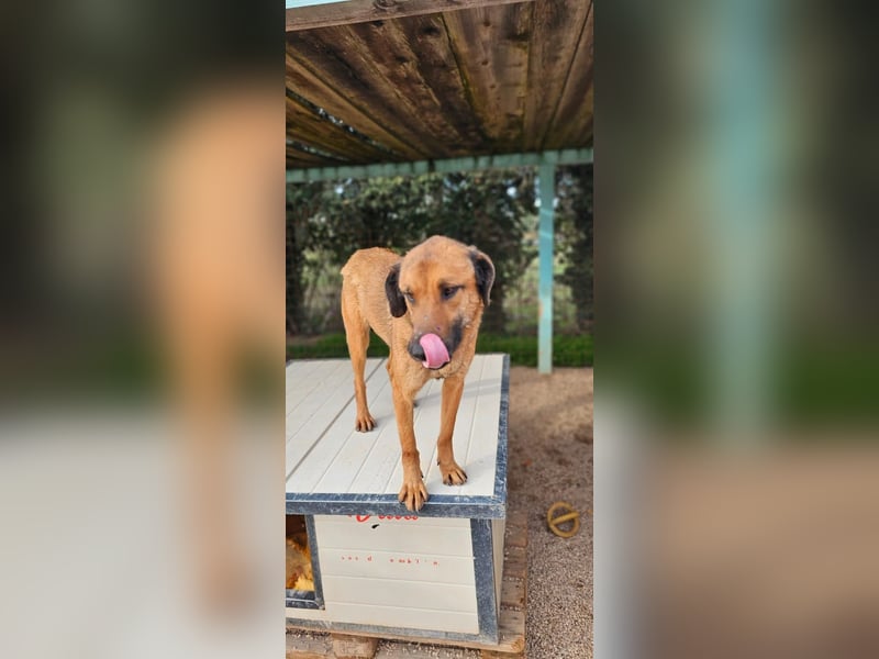 Lieber ROCCO sucht sein Zuhause❤️