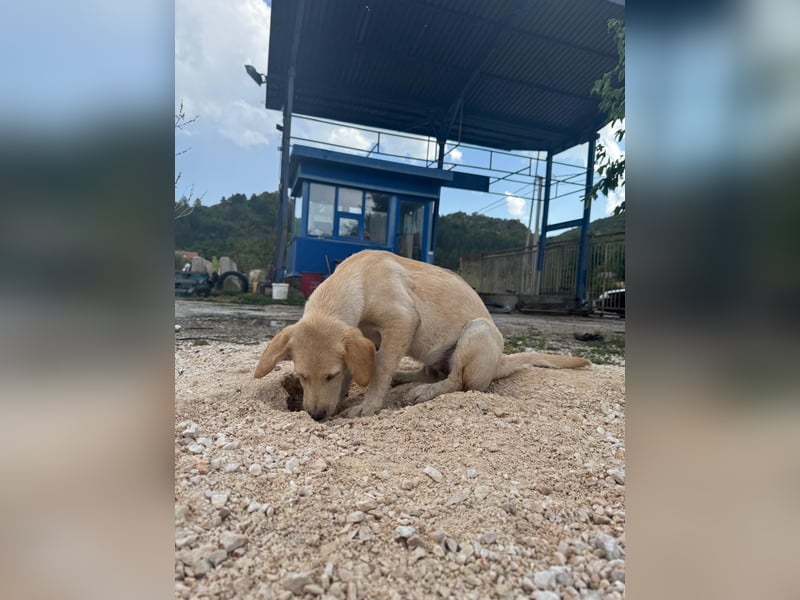 Vermittlungshilfe für Sunny ❤️