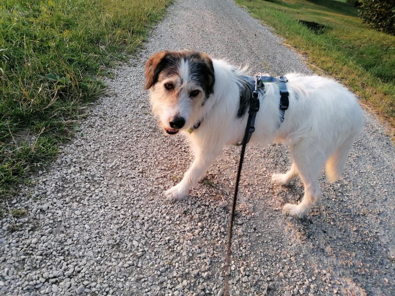 Kuschelbär Sirius sucht sein Zuhause ❤️