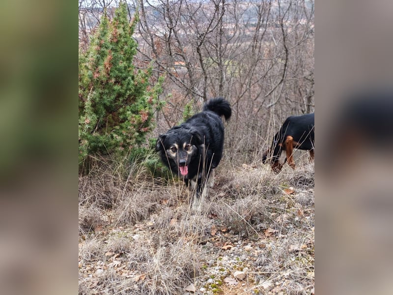 Mirta sucht ihr forever Home❤️