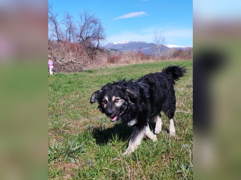 Mirta sucht ihr forever Home❤️