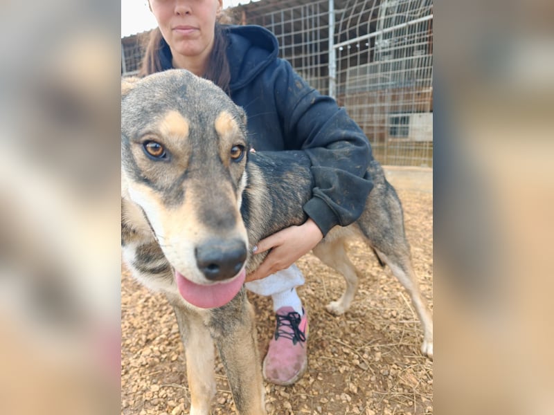 ARTHUR sucht seine Für-Immer-Familie❤️