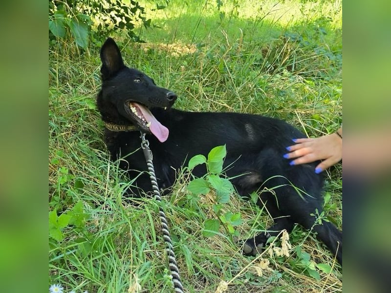 Mario sucht sein Für-immer-Zuhause ❤️