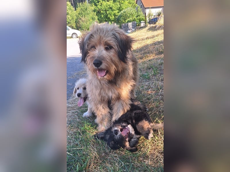 Hundemama Cupka sucht liebevolles Zuhause ❤️